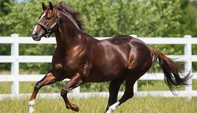 马闻早报丨全国马术盛装舞步锦标赛5月上海举办,澳洲顶级种公马入驻玉龙澳洲牧场 大陆赛马网 赛马网 赛马 (1).jpg