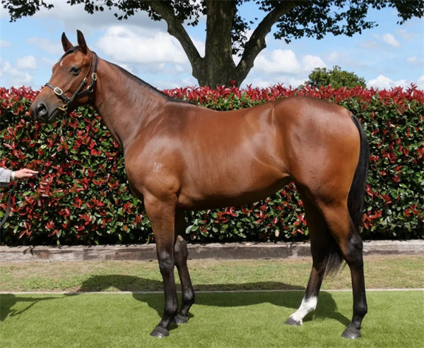 “大震撼”子嗣南半球备受追捧!和力马业有唯一中国马主联盟认证“大震撼”种公马后代 大陆赛马网 (1).jpg