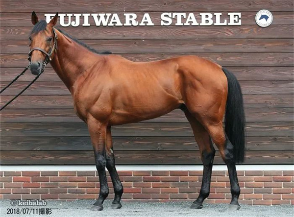 “大震撼”子嗣南半球备受追捧!和力马业有唯一中国马主联盟认证“大震撼”种公马后代 大陆赛马网 (4).jpg