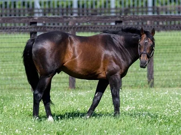 “大震撼”子嗣南半球备受追捧!和力马业有唯一中国马主联盟认证“大震撼”种公马后代 大陆赛马网 (2).jpg
